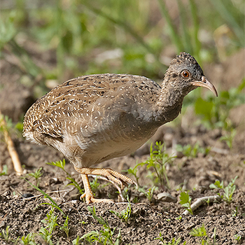 Andean Tinamou