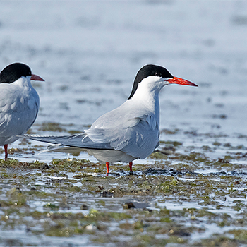 Antarctic Tern