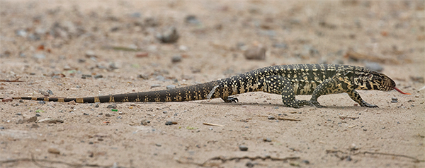 Argentine Black-and-white Tegu
