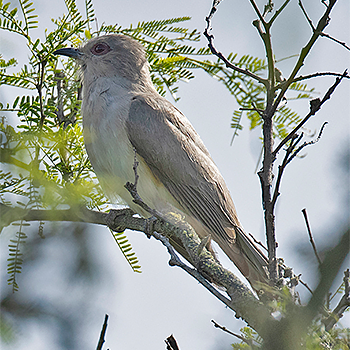 Ash-coloured Cuckoo