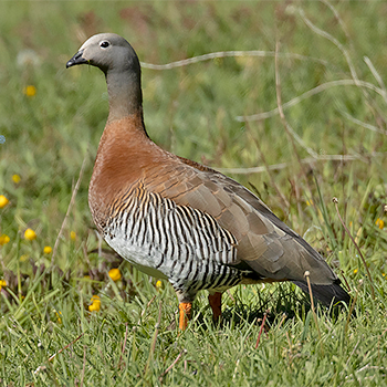 Ashy-headed Goose