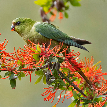 Austral Parakeet