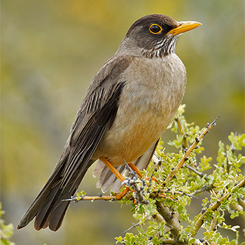 Austral Thrush