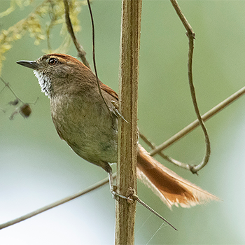 Azara's Spinetail