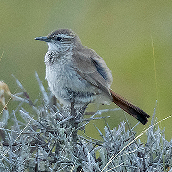 Band-tailed Earthcreeper