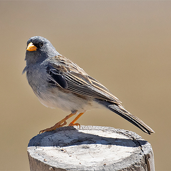 Band-tailed Sierra Finch