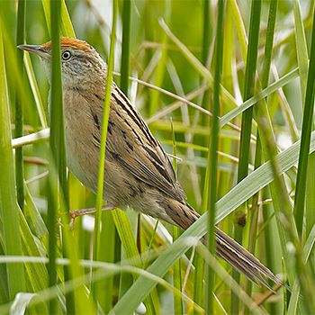 Bay-capped Wren-spinetail