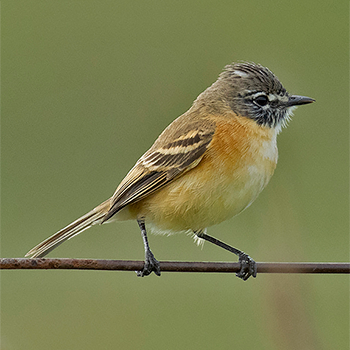 Bearded Tachuri