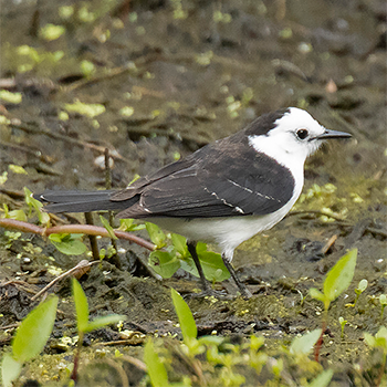 Black-backed Water-tyrant