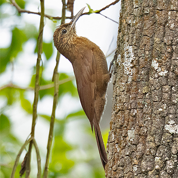 Black-banded Woodcreeper