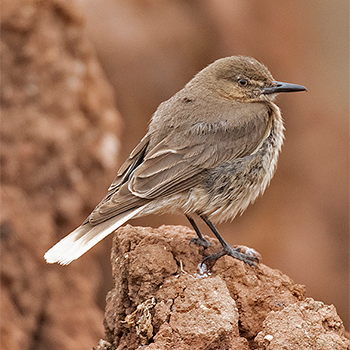 Black-billed Shrike-tyrant