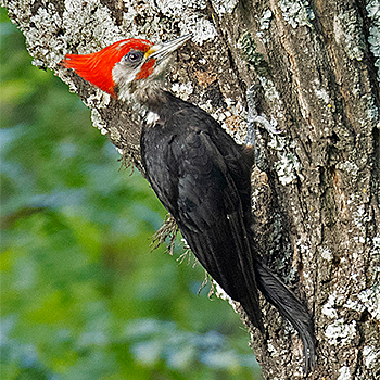Black-bodied Woodpecker
