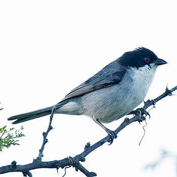 Black-capped Warbling Finch