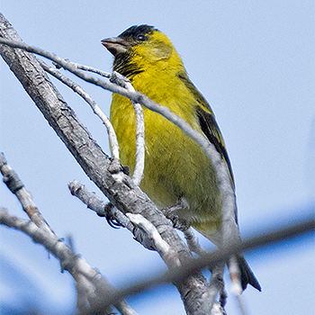 Black-chinned Siskin