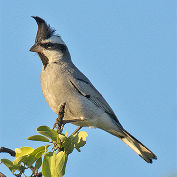 Black-crested Finch