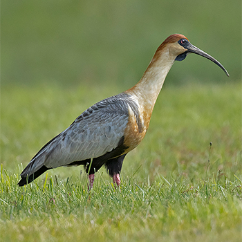 Black-faced Ibis