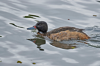 Black-headed Duck