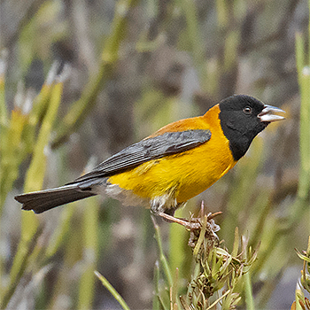 Black-hooded Sierra Finch