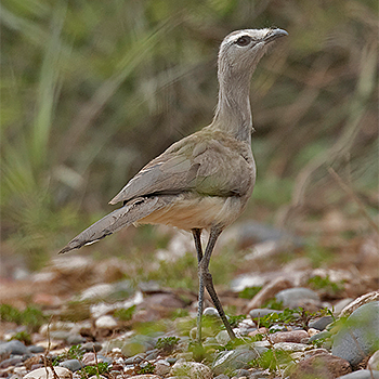 Black-legged Seriema