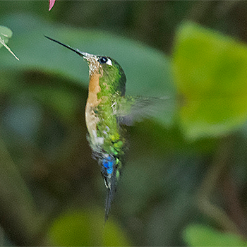 Blue-capped Puffleg