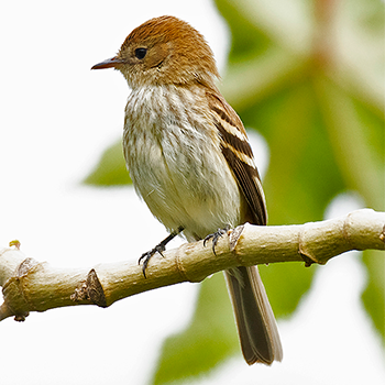 Bran-coloured Flycatcher