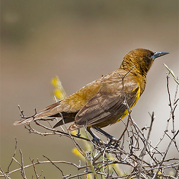 Brown-and-yellow Marshbird