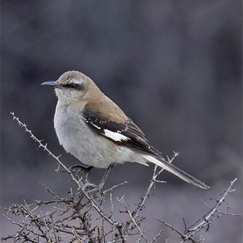 Brown-backed Mockingbird