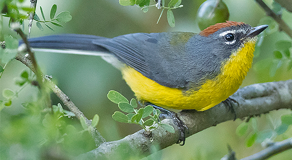 Brown-capped Redstart