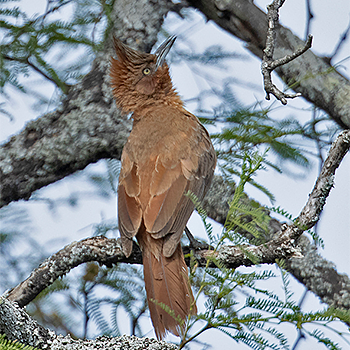 Brown Cacholote