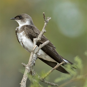 Brown-chested Martin