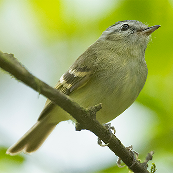 Buff-banded Tyrannulet