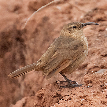 Buff-breasted Earthcreeper