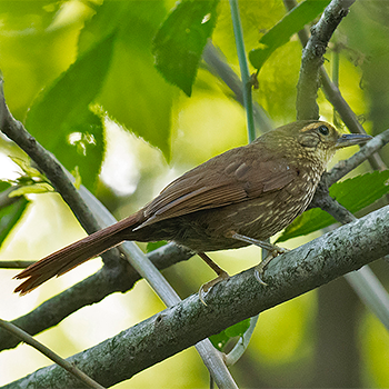 Buff-browed Foliage-gleaner