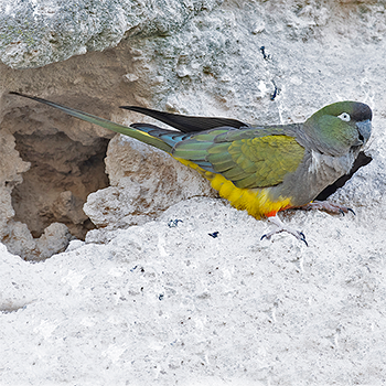 Burrowing Parakeet