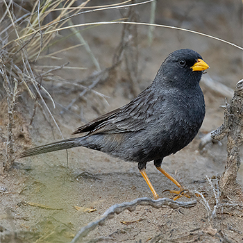 Carbonated Sierra Finch