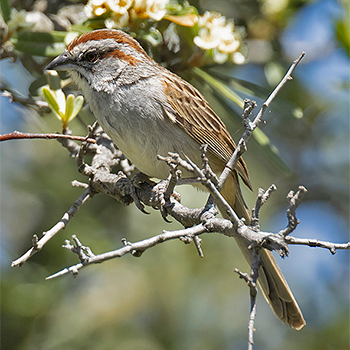 Chaco Sparrow