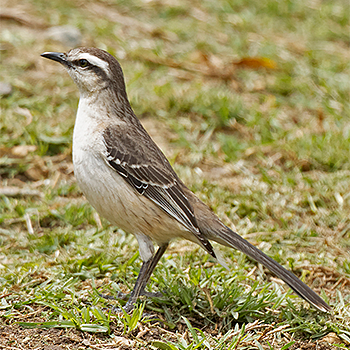 Chalk-browed Mockingbird