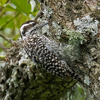 Checkered Woodpecker