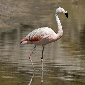 Chilean Flamingo