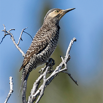 Chilean Flicker