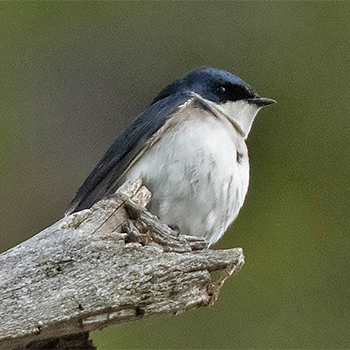 Chilean Swallow