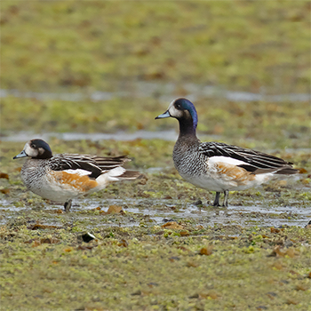 Chiloe Wigeon