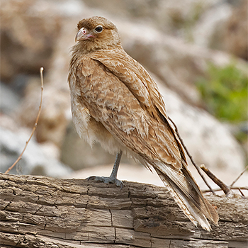 Chimango Caracara