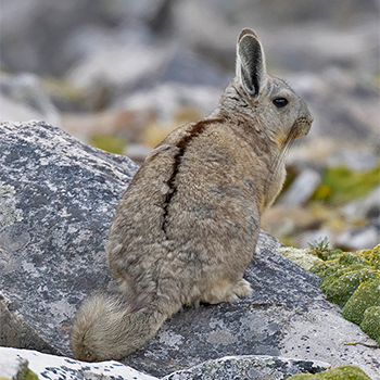Chinchilla