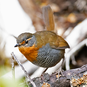 Chucao Tapaculo