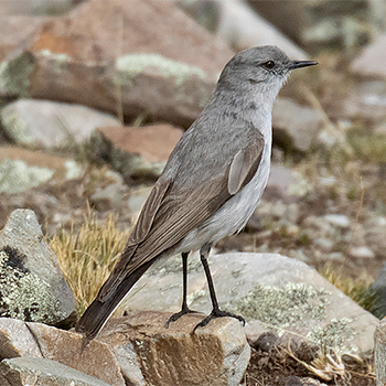Cinereous Ground-tyrant