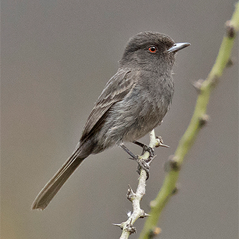 Cinereous Tyrant