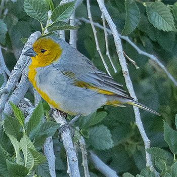Citron-headed Yellow-finch