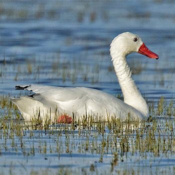 Coscoroba Swan