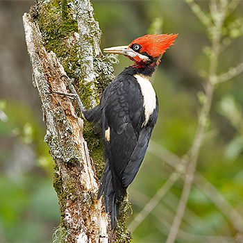 Cream-backed Woodpecker